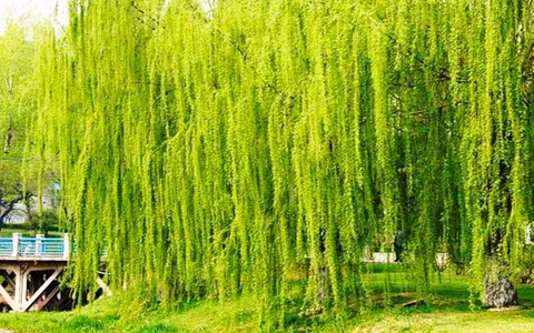 Cành liễu mềm mại, rủ xuống tuy trông rất đẹp nhưng trong phong thủy, tư thế rũ xuống này được coi là gây chán nản và không có lợi cho việc lưu thông khí khí trong nhà.