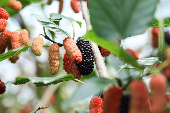 Vì vậy, người xưa coi dâu tằm là "cây âm". Nếu bạn trồng một cây dâu tằm trước cửa nhà, mỗi ngày khi mở cửa bạn sẽ nhìn thấy “cây dâu tằm”, điều này sẽ khiến bạn cảm thấy buồn phiền và không may mắn.