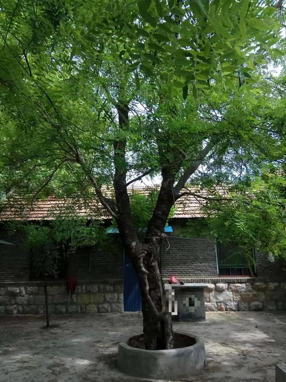  Thực tế, cây dương phát triển nhanh, mọc thẳng và cao, có nhiều lá. Vào những đêm tối và gió, lá cây dương phát ra âm thanh như hai bàn tay vỗ vào nhau. 