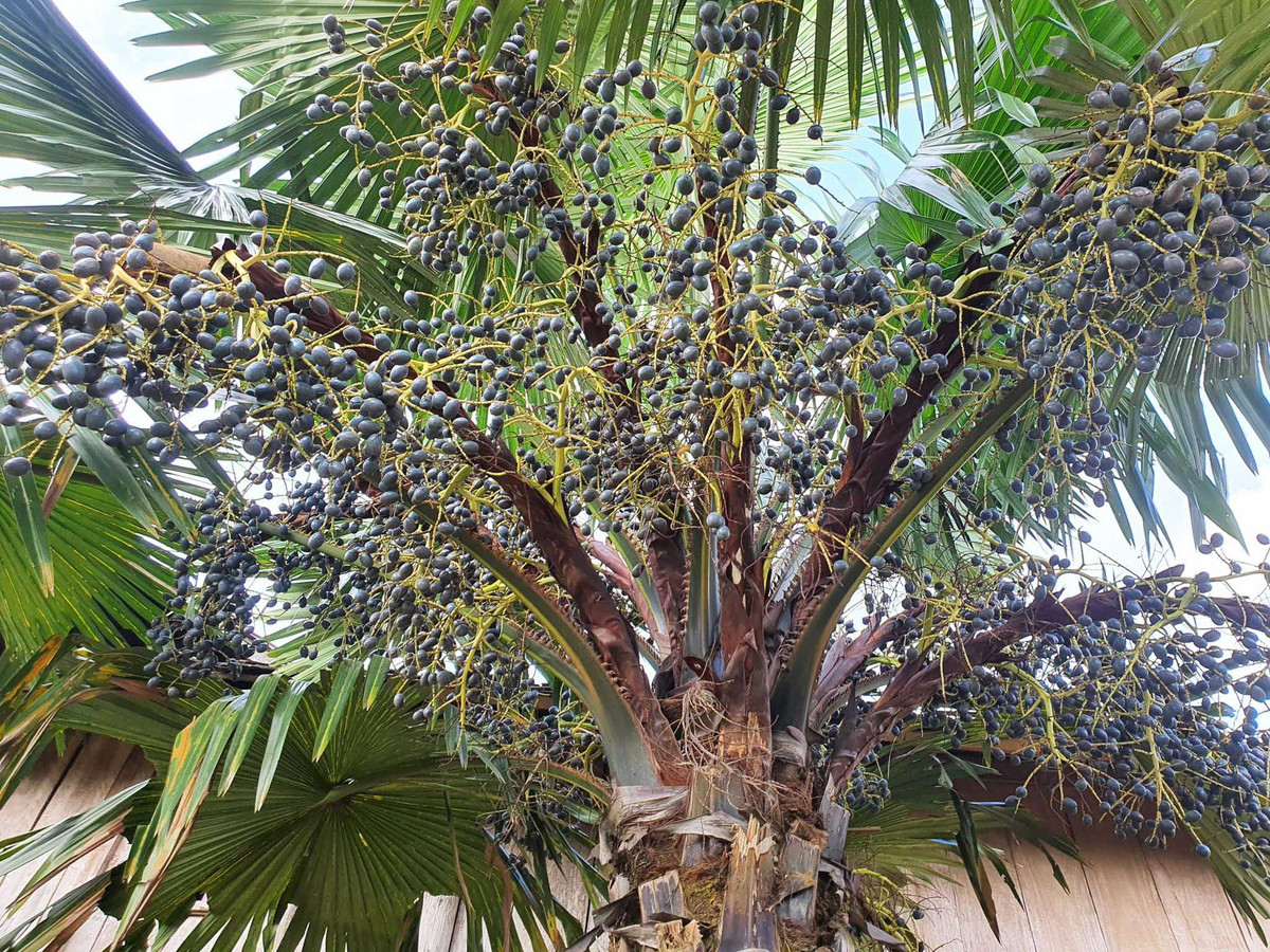 Lá cây không chỉ có thể dùng để làm áo mưa che mưa mà hoa cây cọ còn có thể dùng để nấu ăn. Trên thực tế, có rất nhiều loại cây cọ và cũng có những loại cây cọ nhỏ, chẳng hạn như cây cọ quạt, cũng có giá trị trang trí cao. 