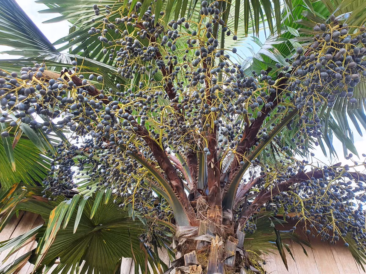 Lá cây không chỉ có thể dùng để làm áo mưa che mưa mà hoa cây cọ còn có thể dùng để nấu ăn. Trên thực tế, có rất nhiều loại cây cọ và cũng có những loại cây cọ nhỏ, chẳng hạn như cây cọ quạt, cũng có giá trị trang trí cao. 