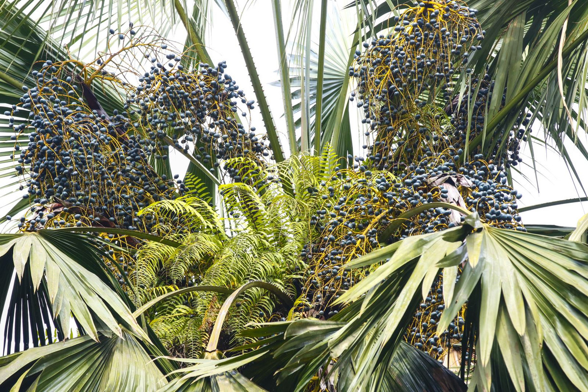  Trong phong thủy, người ta tin rằng cây này dễ tạo thành "góc nhọn" và tạo ra năng lượng tiêu cực, do đó không nên trồng đối diện trực tiếp với cửa ra vào hoặc cửa sổ.