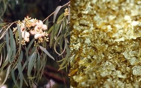 Hơn nữa , cây bạch đàn thường mọc cao và thẳng, có cành và lá rậm rạp, dễ che khuất ánh sáng. Những chiếc lá cũng xào xạc trong gió, tạo cho con người bầu không khí u ám và được người xưa coi là "cây âm" và khuyên không nên trồng ở sân.