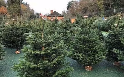  Chúng phù hợp hơn với các nghĩa trang, đền thờ và những nơi khác, tượng trưng cho sự bảo vệ kiên cường, tinh thần bất diệt và ký ức trường tồn.