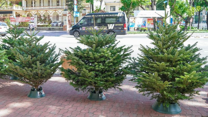 Hơn nữa, cây này chịu bóng râm và thuộc nhóm cây ưa bóng râm. Điều này trái ngược với không khí lễ hội, ấm áp và sôi động mà mọi người theo đuổi trong “ngôi nhà dương” của mình.