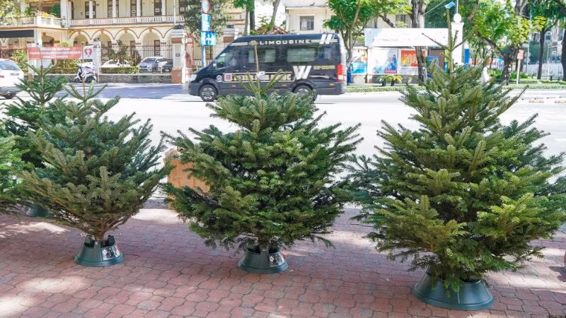 Hơn nữa, cây này chịu bóng râm và thuộc nhóm cây ưa bóng râm. Điều này trái ngược với không khí lễ hội, ấm áp và sôi động mà mọi người theo đuổi trong “ngôi nhà dương” của mình.