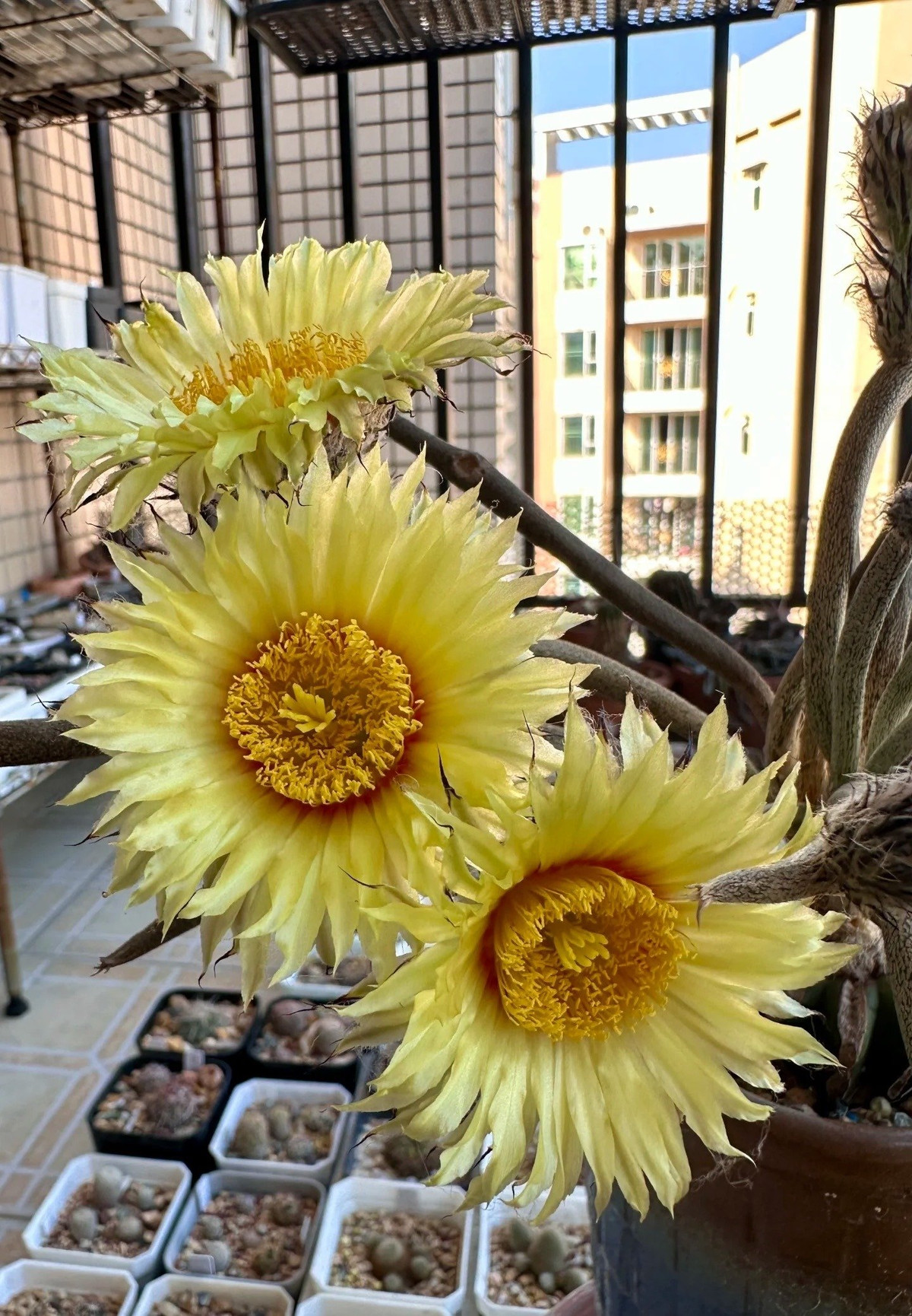 Cây cảnh này có tên khoa học là Astrophytum caput-medusae, có biệt danh là Strange Planet (hành tinh lạ), là một loài thực vật mọng nước thuộc chi Medusa trong họ Cactaceae.