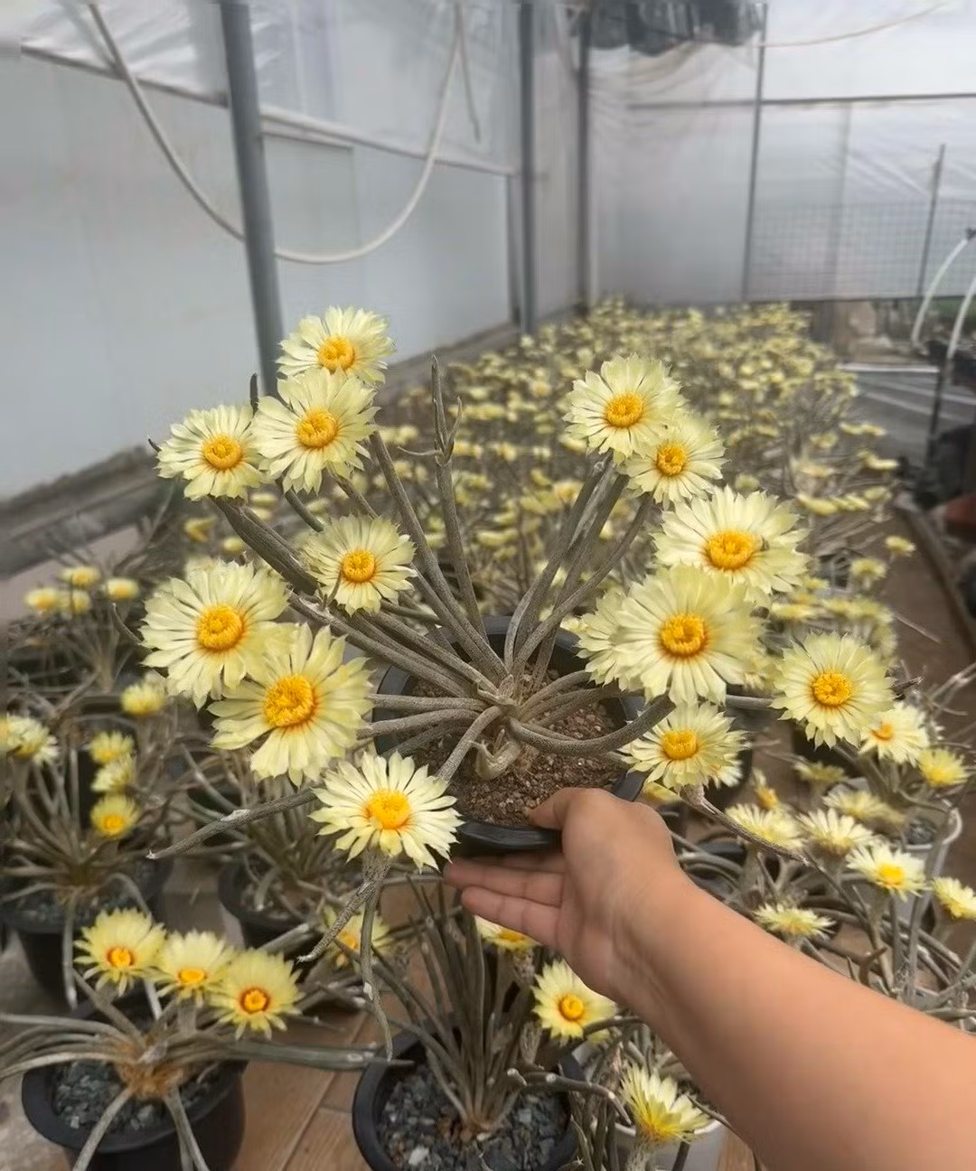 Quả có màu xanh và thịt và mang hạt lớn, giống như cái chén, màu đen. Vẻ ngoài đặc biệt của Medusa khiến nó trở thành giống cây dành riêng cho những người yêu thích cây mọng nước và xương rồng.