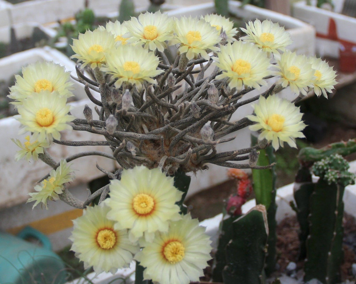 Thân cây bao gồm thân hình trụ mỏng phủ đầy các chấm trắng. Ở gốc thân cây có lông cứng màu nâu. Các quầng tận cùng có hình tròn, màu trắng và có gai, các quầng khác có hoa. Các gai cứng, màu trắng và sẫm hơn ở đỉnh. Hoa nở vào mùa thu và hoa nở dọc theo thân cây.