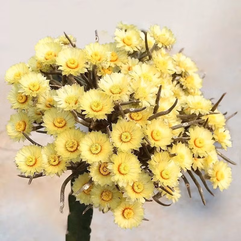 Hoa Medusa thường nở vào ban ngày và khép lại vào ban đêm. Cây cảnh vẫn tiếp tục nở hoa sau khi mặt trời mọc vào năm sau và nở trong nhiều ngày liên tiếp. Loài này được phát hiện vào năm 2001 trong bụi rậm sa mạc ở độ cao 100-200 mét tại Mexico.Hiện nay, Medusa đã trở thành một loại cây cảnh mọng nước được ưa chuộng trên toàn thế giới. Loài này được phát hiện vào năm 2001 trong bụi rậm sa mạc ở độ cao 100-200 mét tại Mexico.Hiện nay, Medusa đã trở thành một loại cây cảnh mọng nước được ưa chuộng trên toàn thế giới.