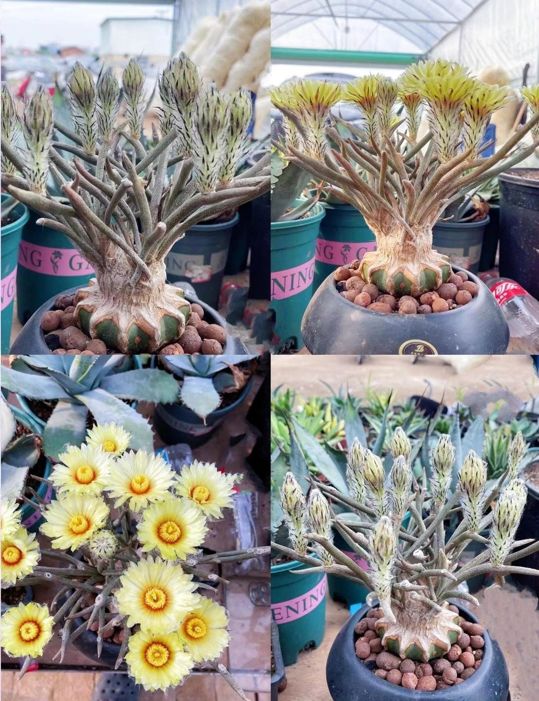 Bạn có thể chiêm ngưỡng hình dáng độc đáo của nó vào những lúc bình thường và thưởng thức những bông hoa sau khi nó nở. Hoa của nó có đường kính khoảng 6 cm, được coi là loài hoa lớn trong chi Medusa.