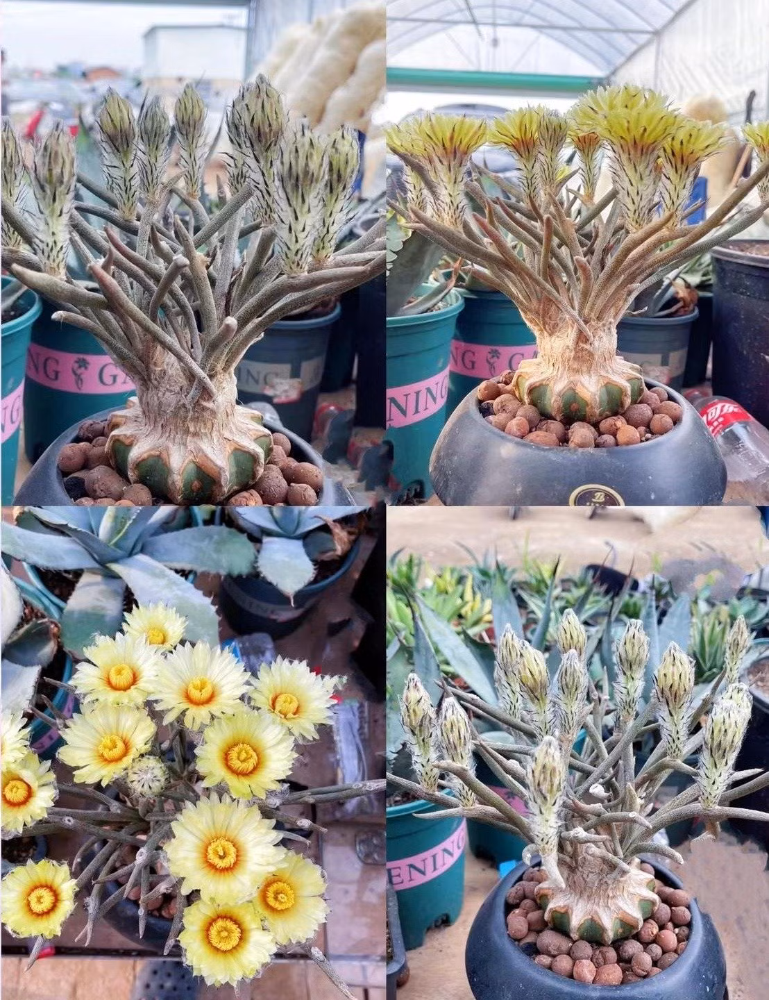 Bạn có thể chiêm ngưỡng hình dáng độc đáo của nó vào những lúc bình thường và thưởng thức những bông hoa sau khi nó nở. Hoa của nó có đường kính khoảng 6 cm, được coi là loài hoa lớn trong chi Medusa.