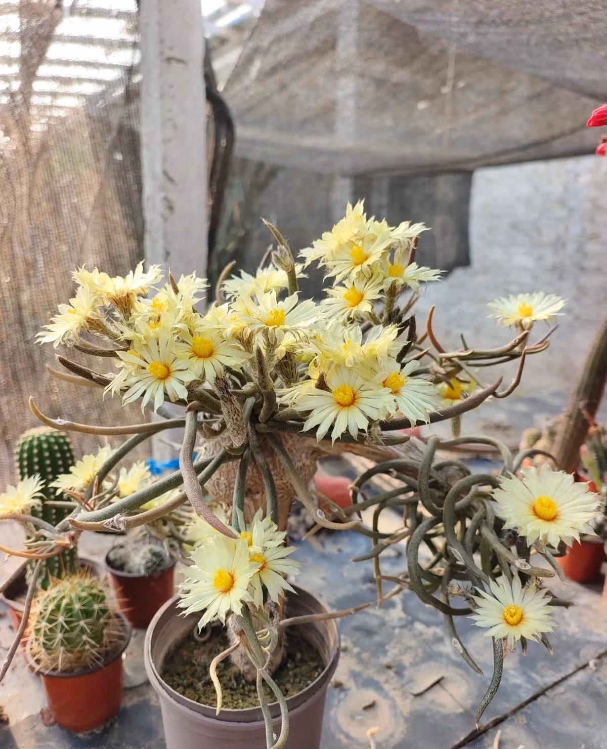 Mặc dù đắt tiền (một hạt giống từng có giá hàng chục đô la), nhưng nó vẫn được những người yêu thích cây mọng nước trong nước săn lùng vì cái tên bí ẩn, quyến rũ và dáng vẻ kỳ lạ của nó.