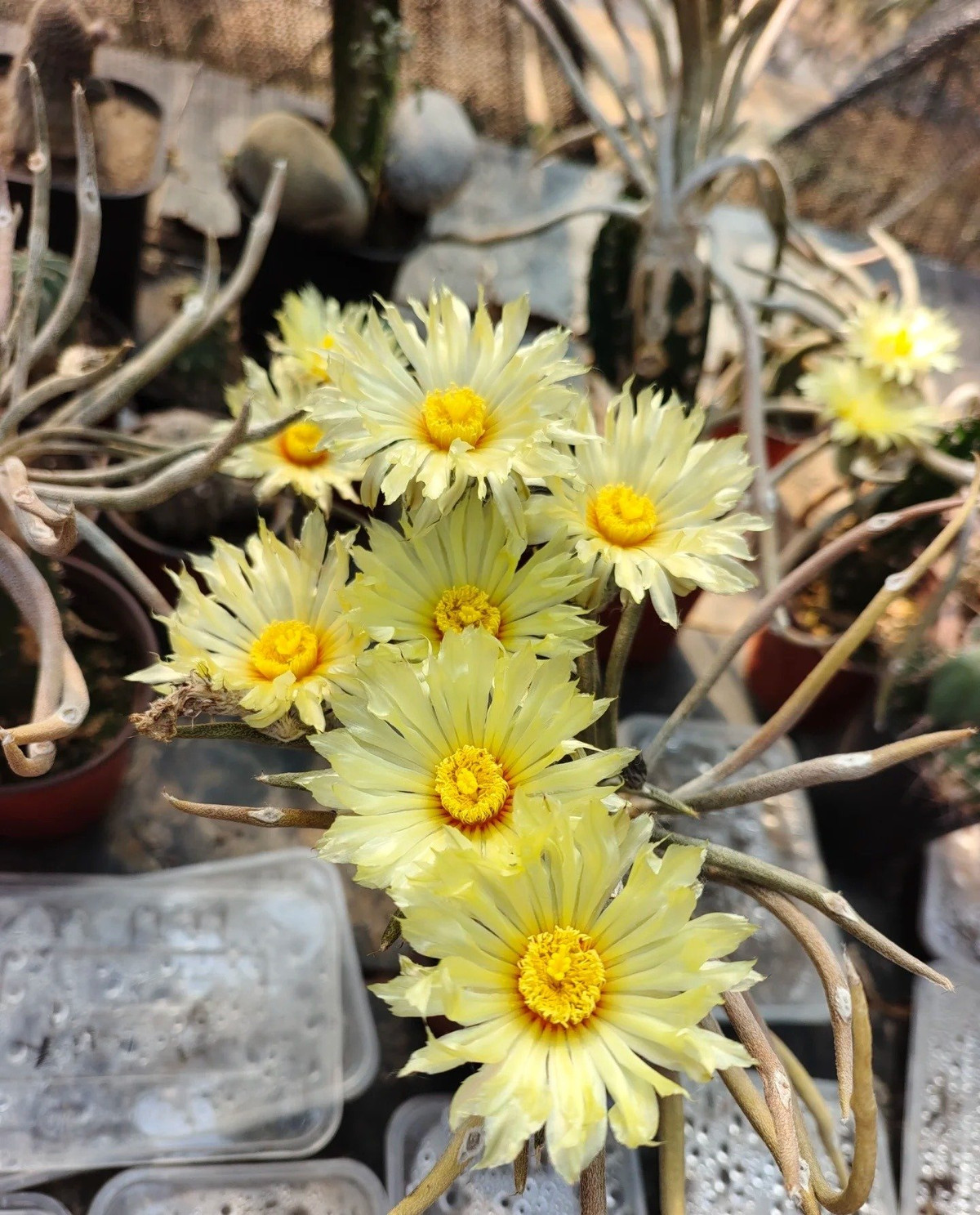 Phần dưới lòng đất có củ lớn giống củ cải, các nhánh cây xòe ra hết cỡ tạo thành hình dạng cây độc đáo giống móng bạch tuộc. Các nhánh cây giống như xúc tu, mang phong cách mạnh mẽ, giống như quái vật đầu rắn Medusa trong thần thoại Hy Lạp, do đó có tên Medusa.