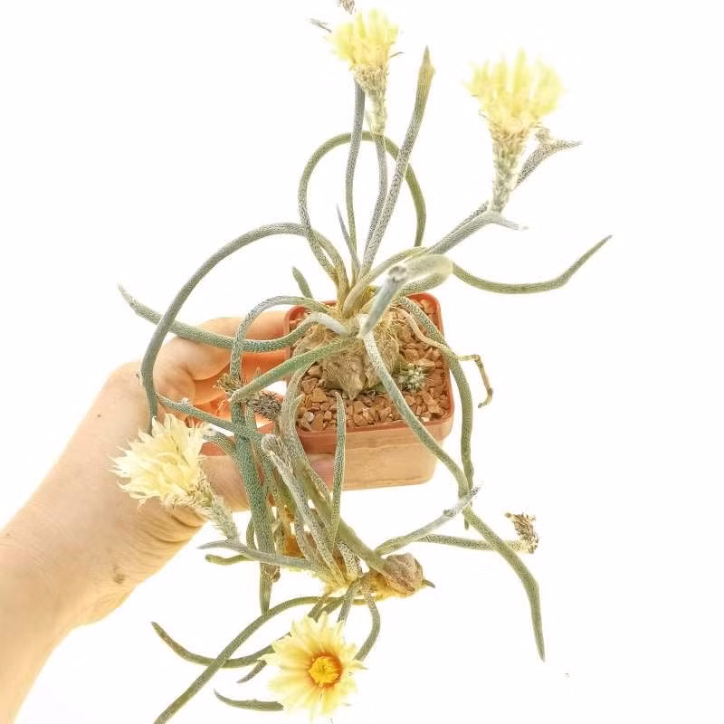 Đặc điểm của cây cảnh xương rồng "đầu rắn Medusa": Loài này được phát hiện vào năm 2001 trong bụi rậm sa mạc ở độ cao 100-200 mét tại Mexico.Hiện nay, Medusa đã trở thành một loại cây cảnh mọng nước được ưa chuộng trên toàn thế giới.