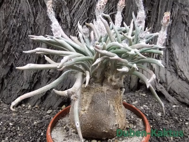 Cánh hoa có màu vàng, phần gốc của cánh đài bên trong có màu cam, và cánh hoa bên ngoài có màu vàng xanh.