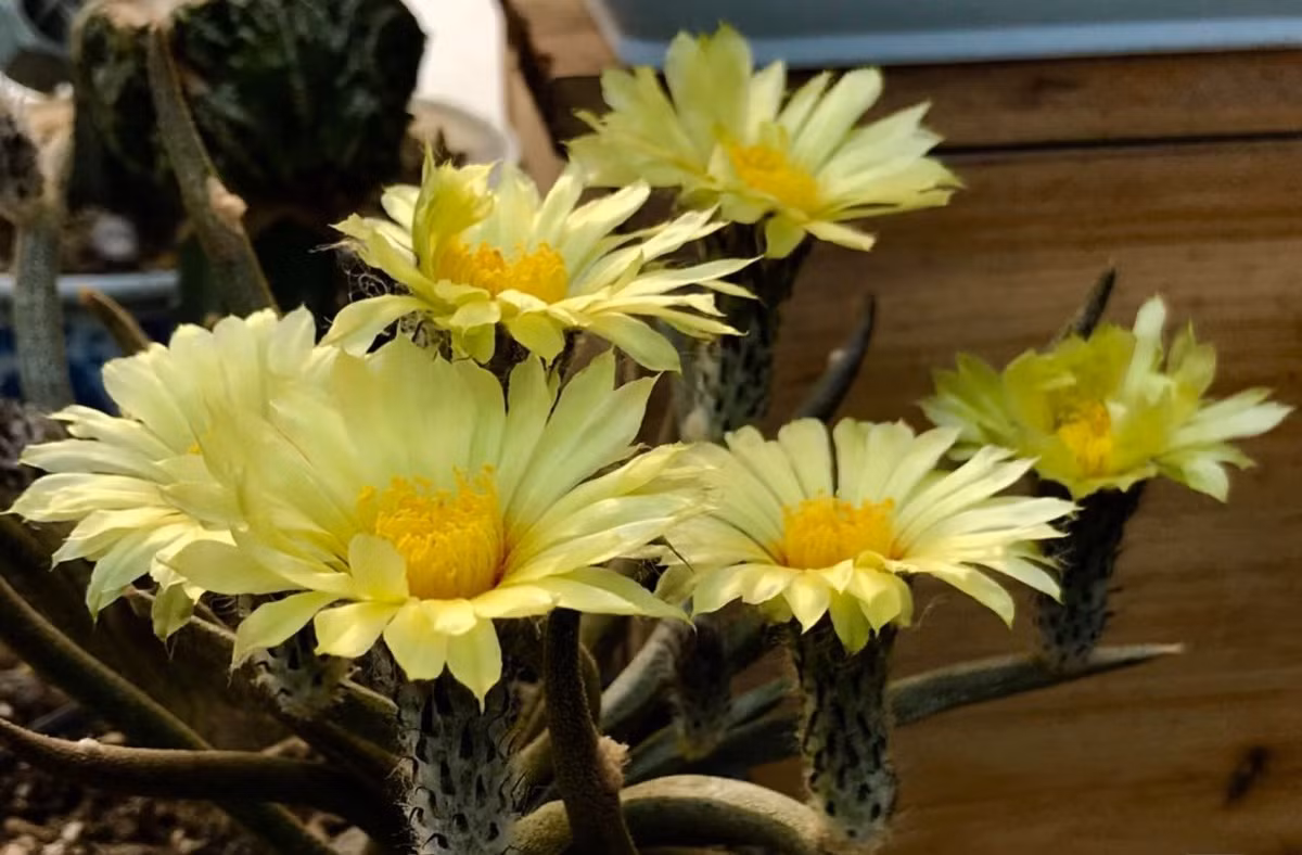 Dưới ánh sáng mặt trời, nó trông sáng bóng, lộng lẫy và quyến rũ, và có giá trị trang trí rất cao. Quả có màu xanh và thịt và mang hạt lớn, giống như cái chén, màu đen.