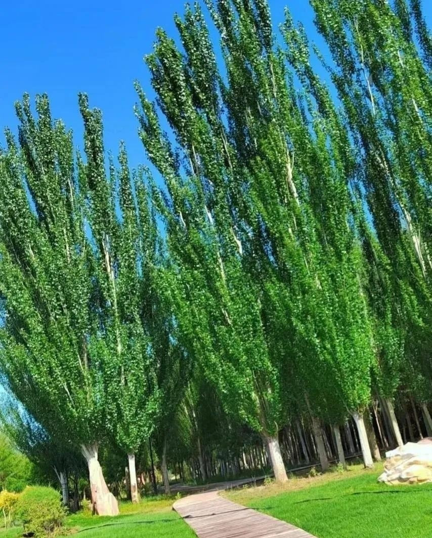  5. Người xưa dặn: Trồng cây dương trong sân, "ma vỗ tay". Cây dương được cọi là cây âm vì người xưa cho rằng hàng đêm cây dương sẽ tạo ra hiện tượng "ma vỗ tay", rất không may mắn. 