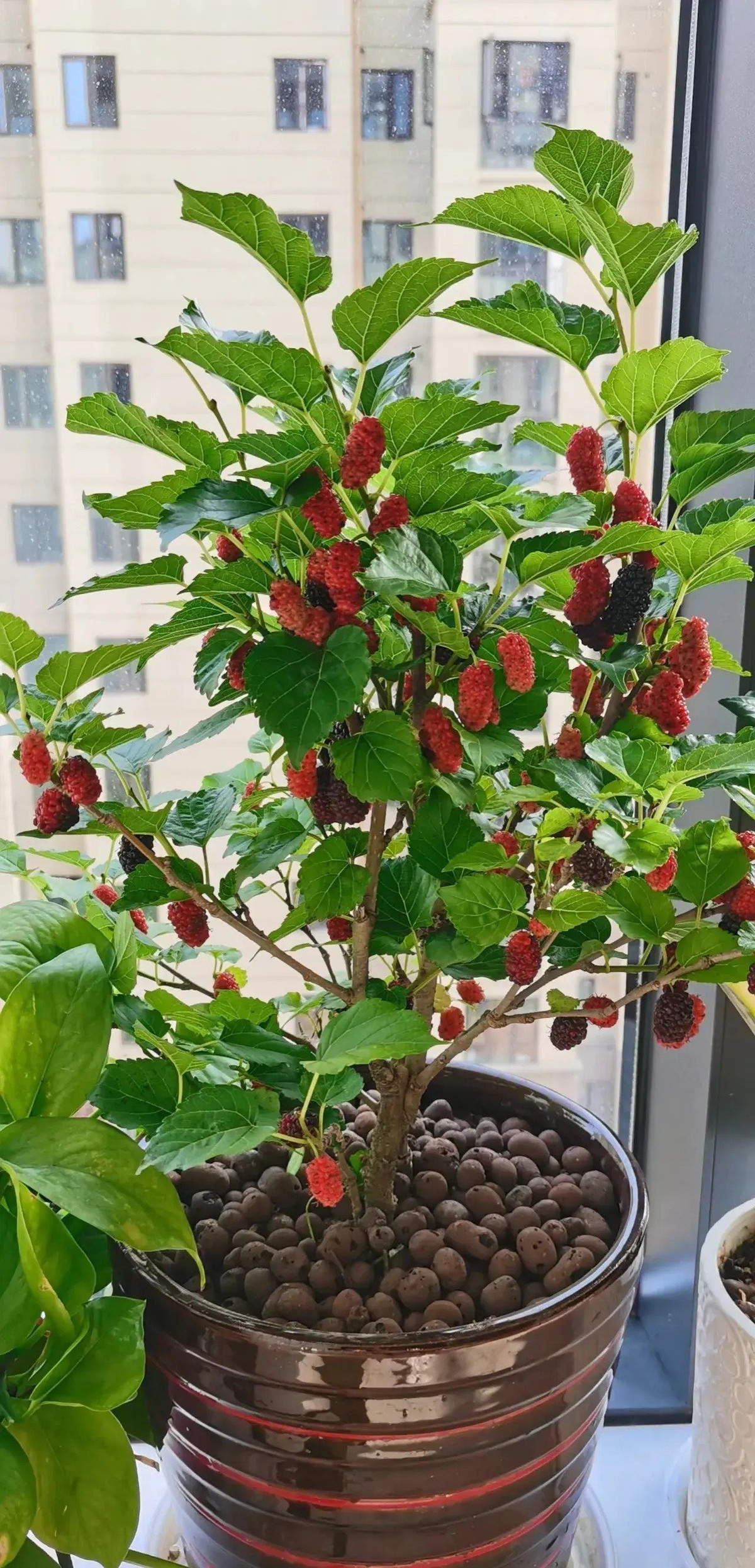  Tuy nhiên, người xưa có câu: "Trước không trồng dâu, sau không trồng liễu" nhấn mạnh việc không nên trồng dâu trong sân nhà. Đó là vì trong tiếng Hán Việt từ "dâu" (tang) đồng âm với từ tang tóc nên người xưa rằng trồng cây dâu tằm trong sân sẽ mang lại điều xui xẻo. 