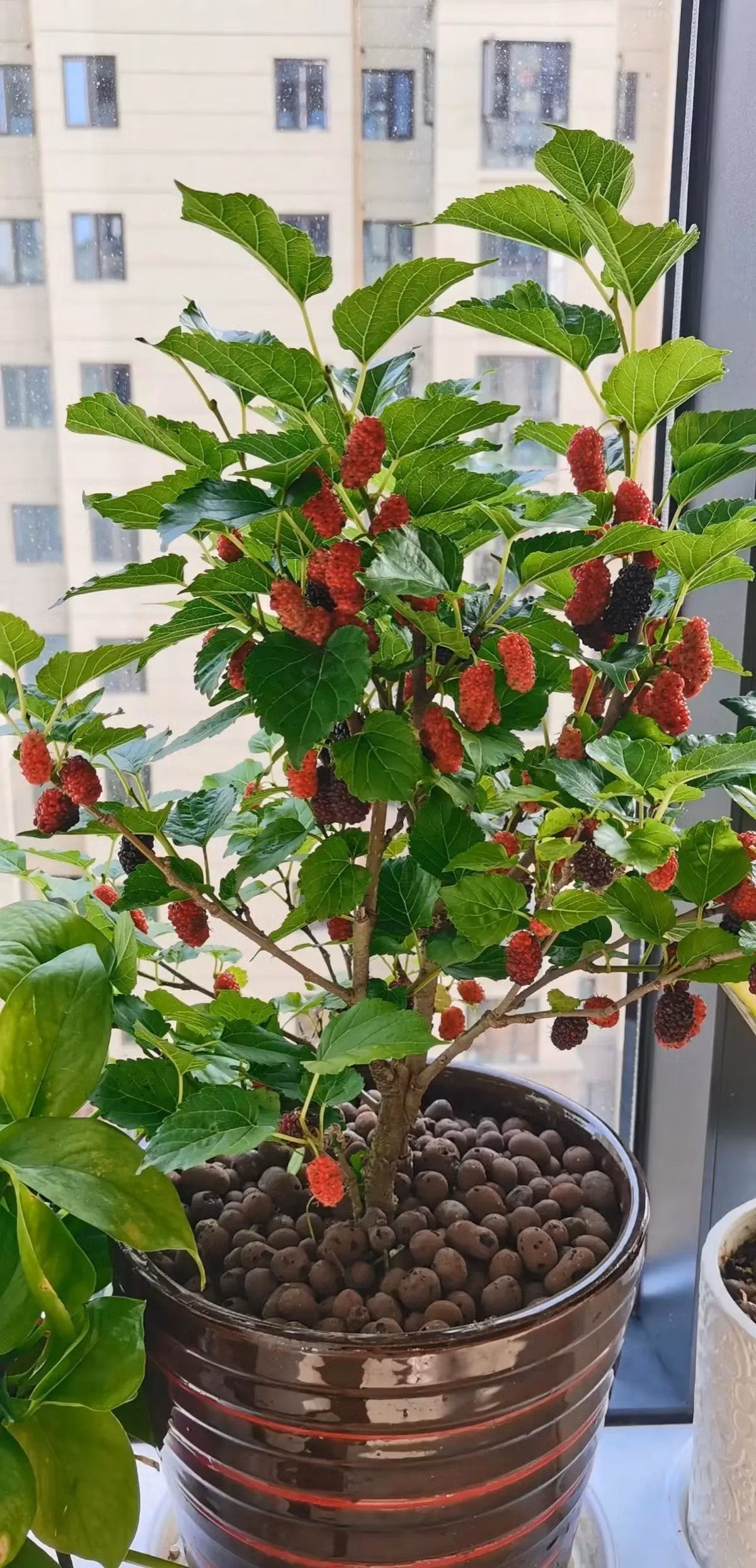  Tuy nhiên, người xưa có câu: "Trước không trồng dâu, sau không trồng liễu" nhấn mạnh việc không nên trồng dâu trong sân nhà. Đó là vì trong tiếng Hán Việt từ "dâu" (tang) đồng âm với từ tang tóc nên người xưa rằng trồng cây dâu tằm trong sân sẽ mang lại điều xui xẻo. 