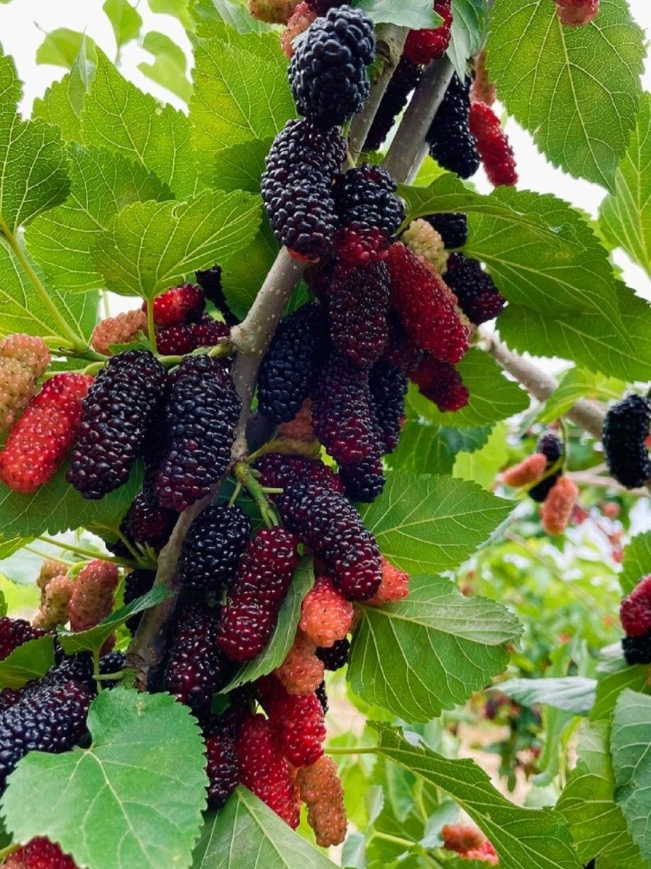 3. Người xưa dặn: Trồng dâu tằm trong sân, gia đình không may mắn. Cây dâu rất gắn bó với đời sống người dân xưa. Lá dâu có thể dùng để nuôi tằm, dệt vải, có thể chữa bệnh, quả dâu có thể ăn được, là cây mang lại lợi ích kinh tế. 