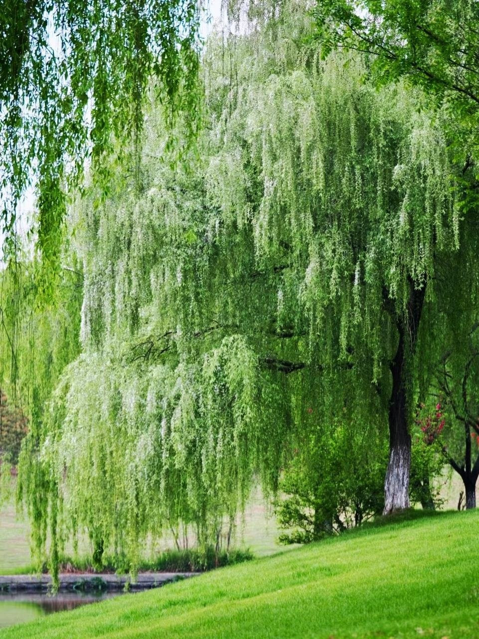  Hơn nữa, cây liễu ưa ẩm và thường được trồng gần ao, suối, nơi chúng sẽ phát triển mạnh mẽ hơn. Người xưa tin rằng họ có thể thu hút ma nước hoặc tiền bạc sẽ dễ dàng chảy mất.