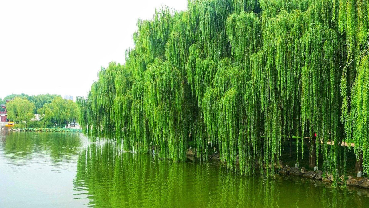  2. Người xưa dặn: Trồng liễu trong sân, tài lộc thất thoát. Người xưa có câu: "Trước nhà đừng trồng cây dâu, sau nhà đừng trồng cây liễu". Vào thời xa xưa, người xưa thường bẻ cành liễu đặt lên mồ người đã khuất và cũng trồng liễu gần mồ để tưởng nhớ tổ tiên. 