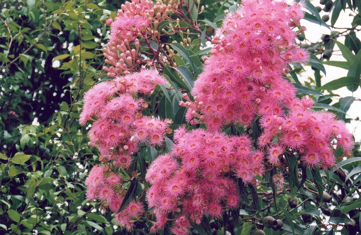 1. Người xưa dặn: Bạch đàn trong nhà, gia đình u ám. Theo người xưa, cây bạch đàn có hệ thống rễ cực kỳ phát triển, phát triển rất nhanh và có thể vươn dài tới vài mét. 