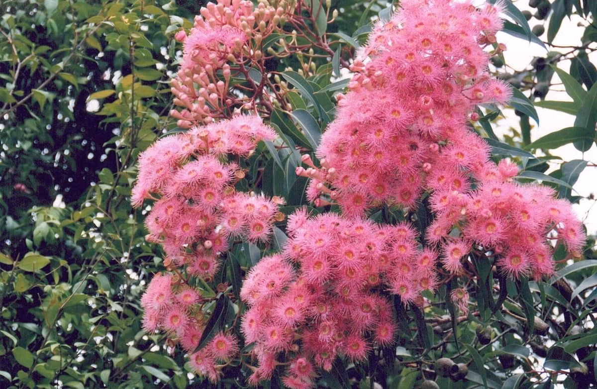 1. Người xưa dặn: Bạch đàn trong nhà, gia đình u ám. Theo người xưa, cây bạch đàn có hệ thống rễ cực kỳ phát triển, phát triển rất nhanh và có thể vươn dài tới vài mét. 