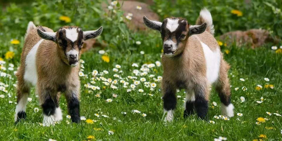 Gia đạo yên ổn: Người thân êm ấm, con cái thuận hòa, chuyện buồn hóa lành. Sức khỏe cải thiện: Những ai từng ốm yếu sẽ dần hồi phục, tinh thần minh mẫn, tâm trí vững vàng.