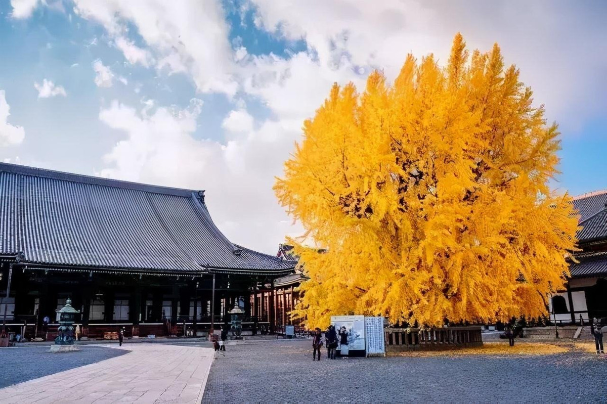 3. Người xưa nói: Bạch quả - hóa thạch sống. Bạch quả (tên khoa học là Ginkgo biloba) còn có tên gọi khác là ngân hạnh, dẻ quạt, là loài cây thân gỗ thuộc họ Bạch quả (Ginkgoaceae). 