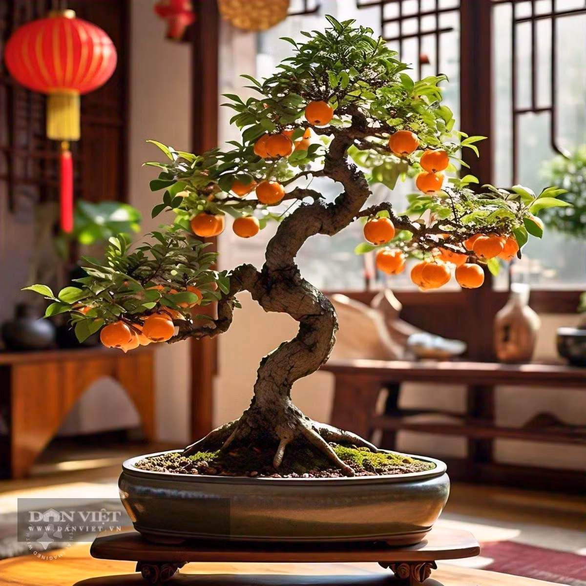  Đó chính là vẻ đẹp của cây cảnh hồng đá. Nó có tên tiếng Anh là Diospyros cathayensis hoặc Cathay persimmon, có giá trị làm cảnh rất cao kể cả khi chúng chỉ có lá, ra hoa hoặc ra quả.