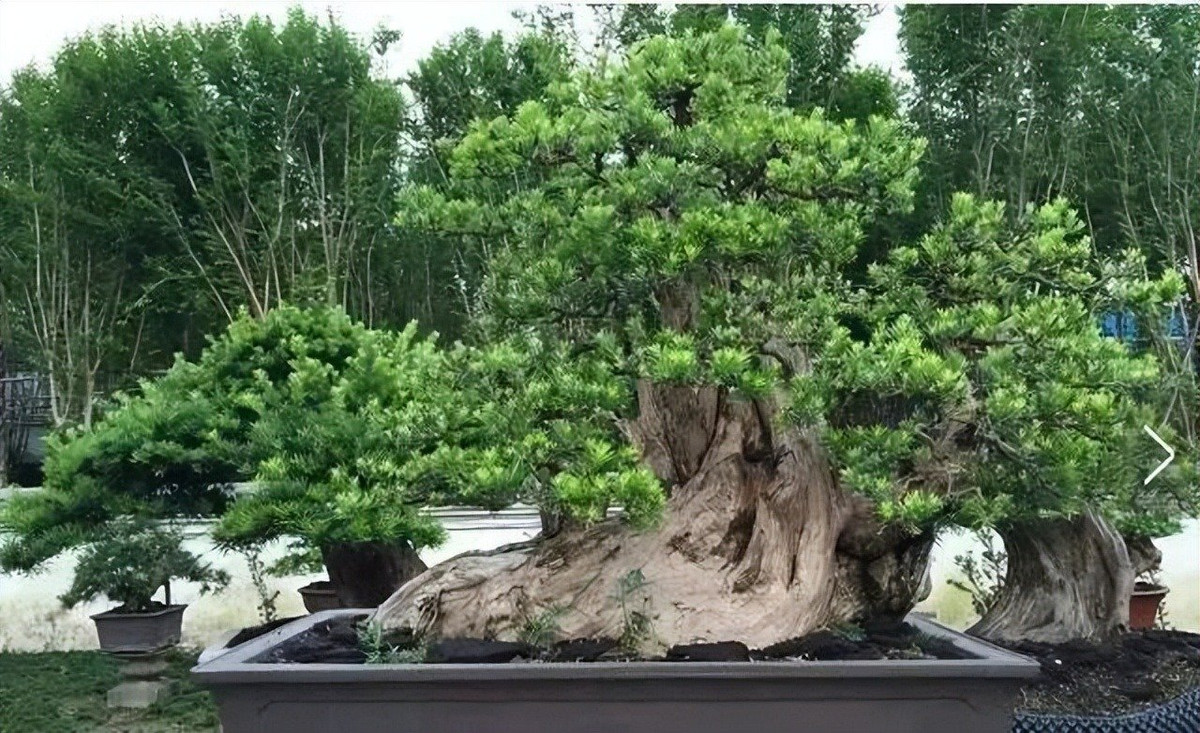  2. Người xưa nói: Tùng La Hán - báu vật bảo vệ ngôi nhà. Lá cây xanh quanh năm như những bức chạm khắc bằng ngọc bích, và những cành cây xoắn lại toát lên vẻ uy nghiêm là vẻ đẹp của tùng La Hán được người xưa coi trọng. 