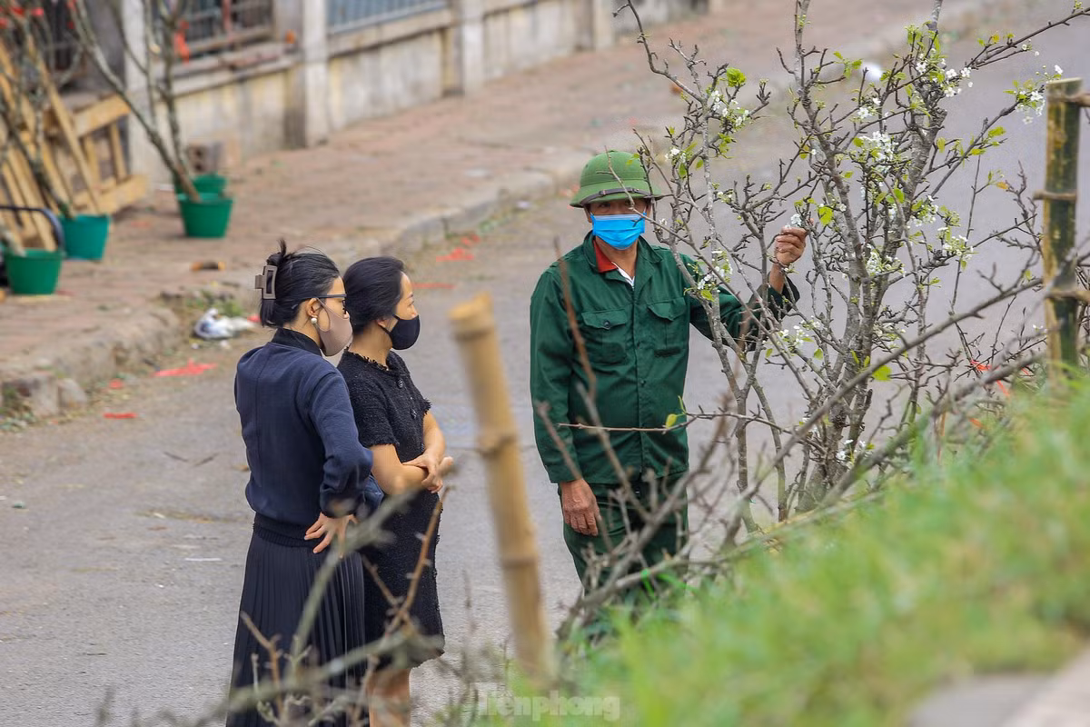 Mặc dù xuống phố sớm hơn 2 tháng nhưng loài hoa này vẫn được người dân Thủ đô săn lùng.