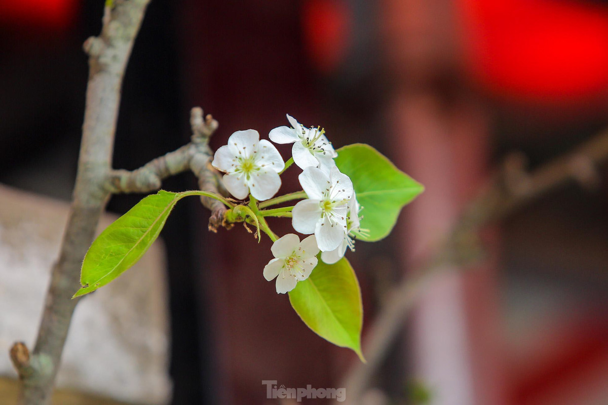 Hoa lê rừng (hay còn gọi là hoa lê trắng, hoa mắc cọp) vốn được trồng nhiều ở các tỉnh phía Bắc như: Cao Bằng, Lào Cai, Hà Giang, Lạng Sơn… được các dân buôn đem về Thủ đô.