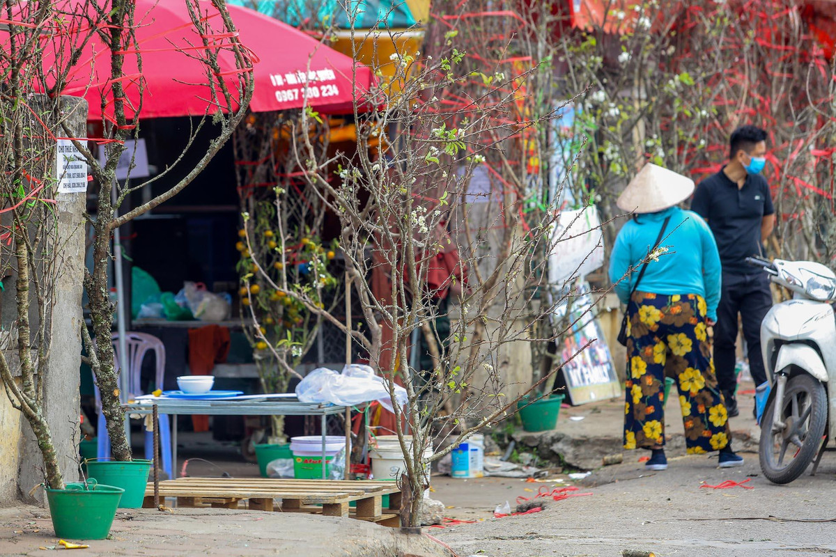 Các tiểu thương ở đây cho biết, do thời tiết thuận lợi nên hoa lê nở sớm hơn.