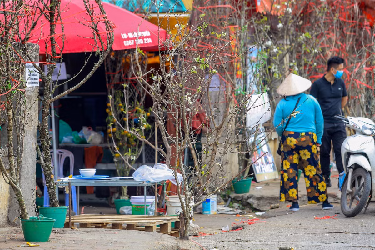 Các tiểu thương ở đây cho biết, do thời tiết thuận lợi nên hoa lê nở sớm hơn.