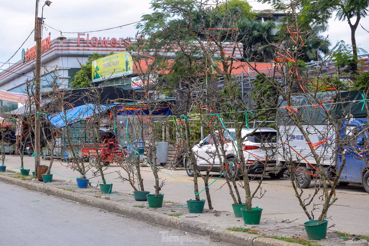 Hoa lê trắng được bày bán dọc đường Âu Cơ.