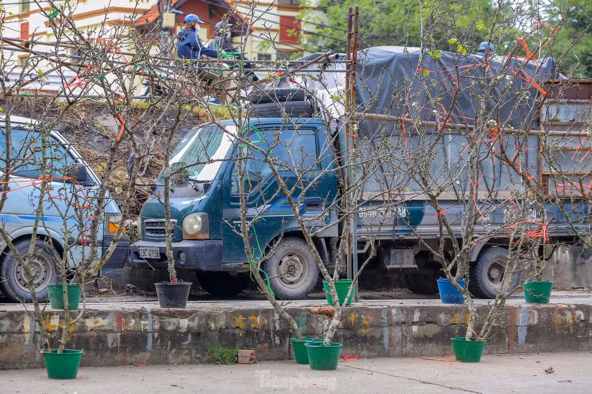 Hoa lê trắng có ngoài vẻ đẹp và độ bền còn biểu tượng cho sự hiếu thảo của con cháu đối với ông bà, tổ tiên, nên nhiều người dùng những cành nhỏ cắm một bình đặt lên bàn thờ.