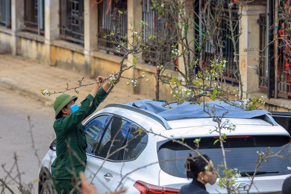 "Hoa lê trắng nở đẹp, mỗi cành có thể chơi được hơn 2 tháng, mua từ bây giờ vừa đúng dịp Tết là nở đẹp", tiểu thương chia sẻ.