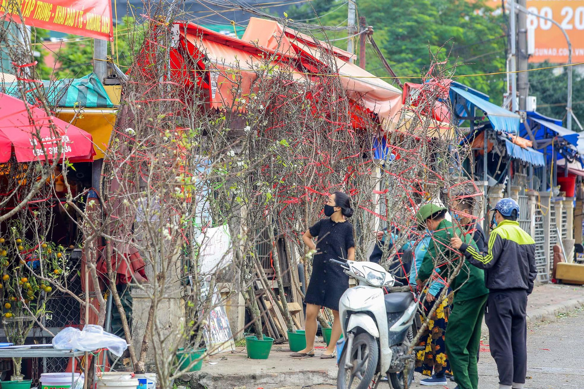 Hoa lê trắng xuất hiện tại thời điểm này khiến nhiều người này khá bất ngờ vì loài hoa này thường được người dân sắm sau Tết Nguyên đán.