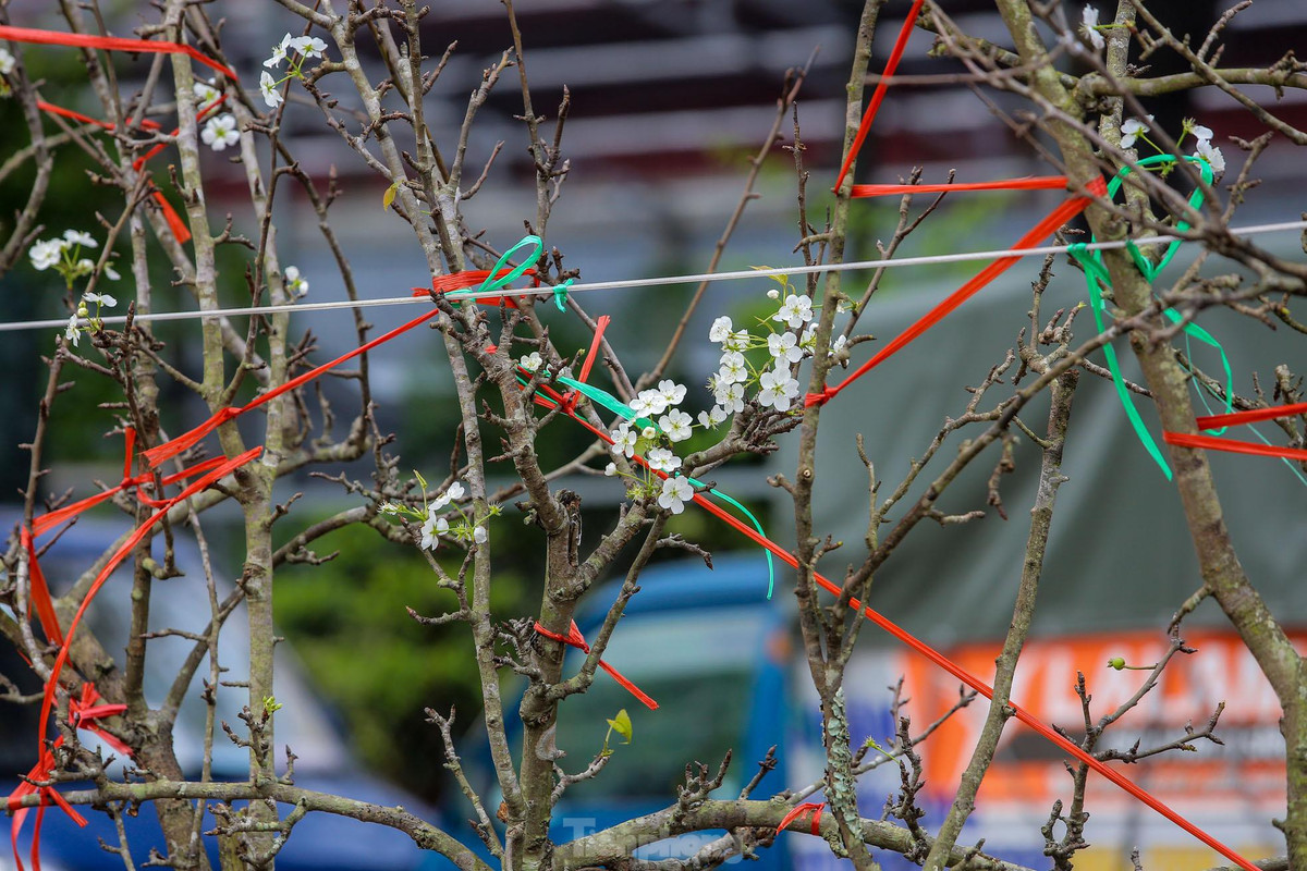 Loài hoa có sức sống bền vì thế người chơi có thể sử dụng được lâu hơn mà không lo bị héo hay thối gốc.