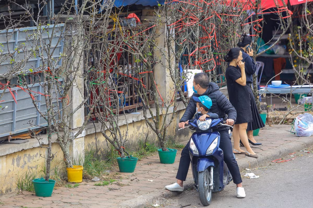 Vẻ trắng muốt, độ bền lâu của hoa lê khiến nhiều người dân Thủ đô mê mẩn.