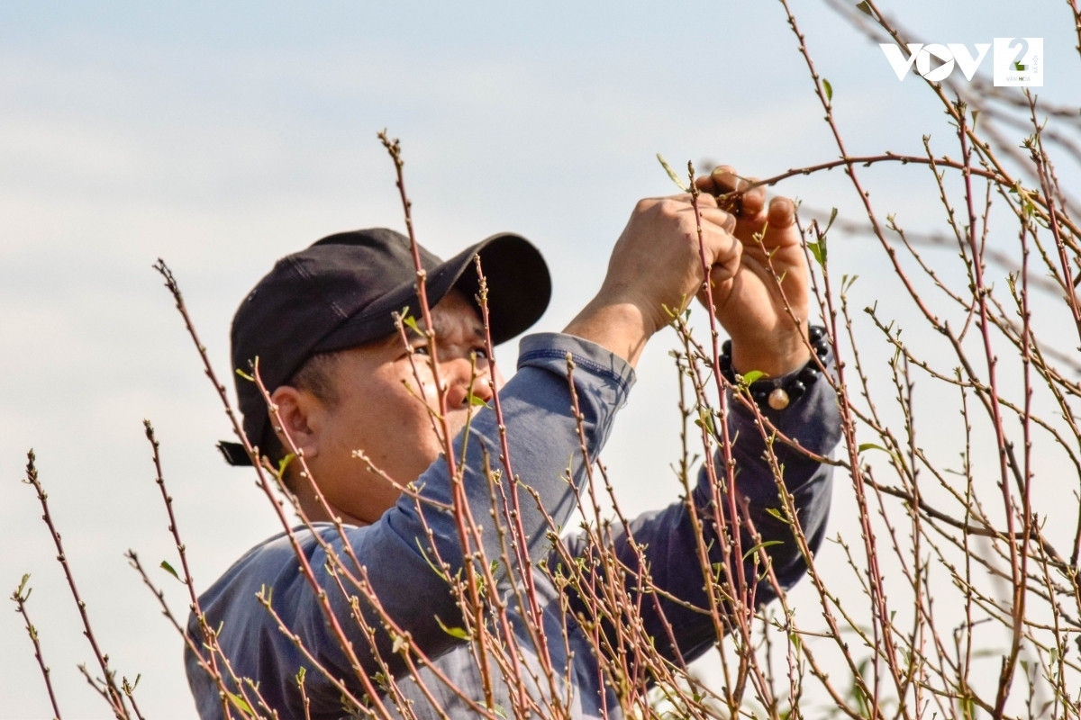 Việc chăm đào, tuốt lá được coi là một trong những khâu quan trọng nhất, quyết định vụ mùa có mang lại lợi nhuận hay không.