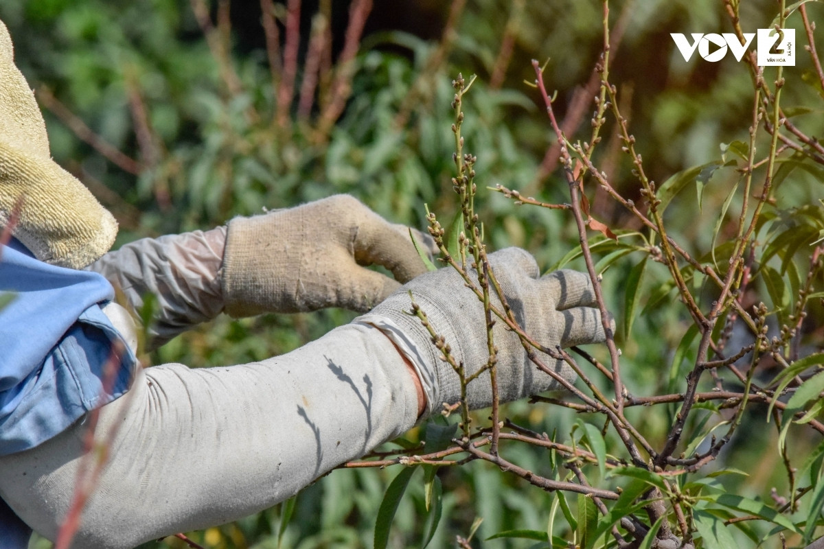 Công đoạn tuốt lá phải tỉ mỉ, thực hiện đúng thời gian để đào có thể ra được mắt và nuôi dưỡng mắt đào, cho ra những nụ hoa to, đẹp và đều đúng dịp Tết.
