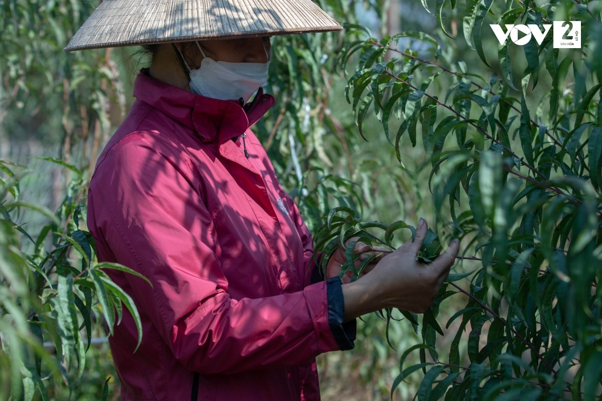 Chị Hoàng Thị Lan ( chủ vườn đào Văn Chính, phường Nhật Tân): “Gia đình tôi có khoảng trên 100 gốc đào Bích. Tuy nhiên, tùy từng giống đào mà thời gian tuốt lá, nuôi mắt khác nhau. Tôi thường thuê những người làm lâu năm, đã quen với nghề để đảm bảo công việc vừa nhanh vừa hiệu quả”.