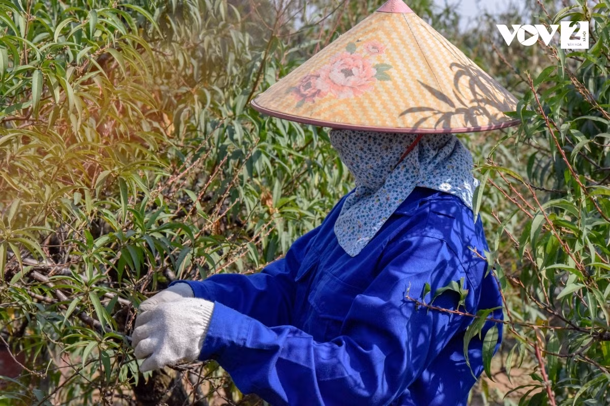 Cuối tháng 10, đầu tháng 11 âm lịch là thời điểm bắt đầu tuốt lá, chuẩn bị cho công đoạn nuôi mắt, cho đào ra nụ, sẵn sàng trưng đúng dịp Tết nguyên đán.