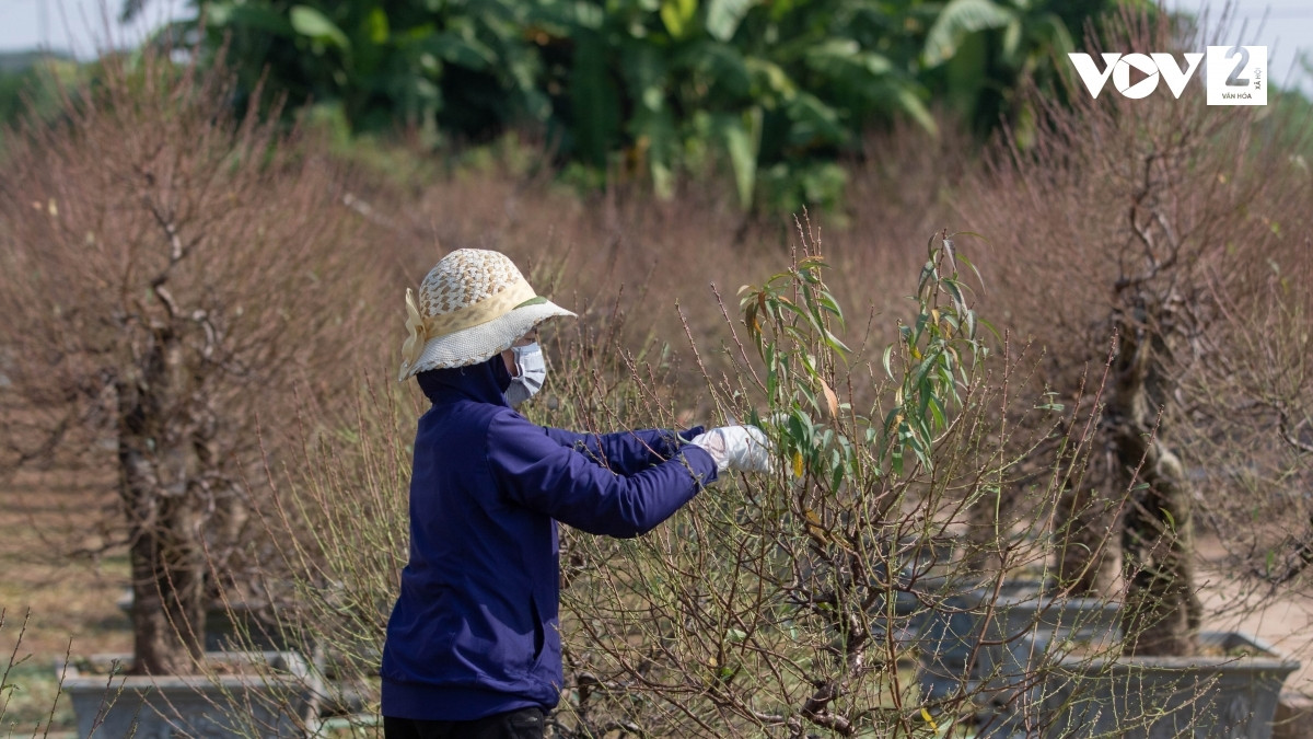Để có được những cây đào đẹp đón xuân, người trồng đào phải chăm sóc công phu.