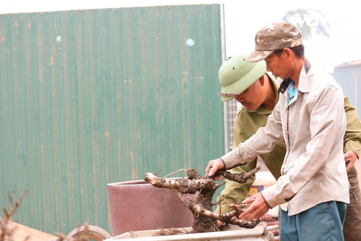 Chăm sóc đào thất thốn tỉ mỉ hơn so với những giống đào khác. Cây đào thất thốn được mang vào phòng điều hoà, đảm bảo sẽ nở hoa đúng dịp Tết mà không phụ thuộc vào thời tiết.