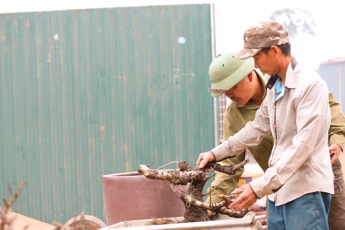 Chăm sóc đào thất thốn tỉ mỉ hơn so với những giống đào khác. Cây đào thất thốn được mang vào phòng điều hoà, đảm bảo sẽ nở hoa đúng dịp Tết mà không phụ thuộc vào thời tiết.